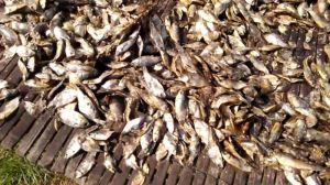 Dry Fish