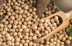 Non Gmo Soybean