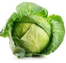 Organic Cabbage