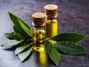 Bay Leaf Essential Oil