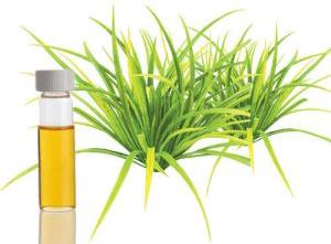 Citronella Java Essential Oil