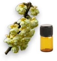 Litsea Cubeba Essential Oil