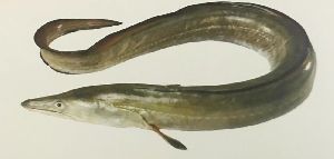 Indian Conger Eel Fish