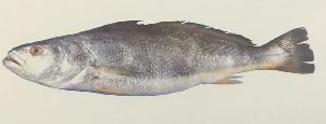 Silver Banded Jewfish