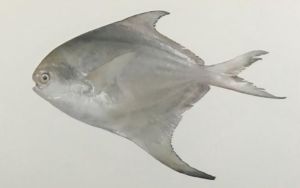 Silver Pomfret Fish