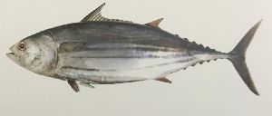 Skipjack Tuna Fish