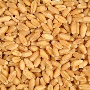 Natural Wheat Seeds