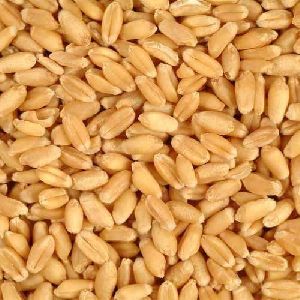Organic Wheat Seeds