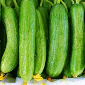 Fresh Cucumber