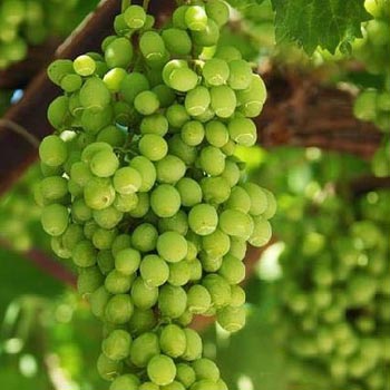 Fresh Green Grapes