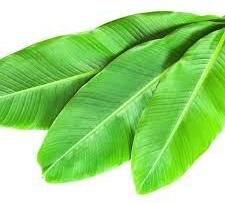 Banana Leaf