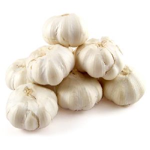 organic fresh garlic