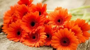 Orange Gerbera Flowers