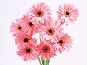 Pink Gerbera Flowers