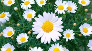 Fresh Daisy Flowers