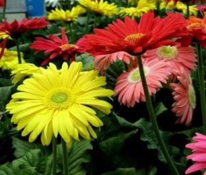 Fresh Gerbera Flowers