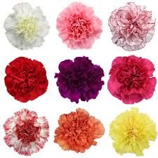 Natural Carnation Flowers