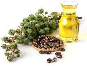 Castor Seed Oil