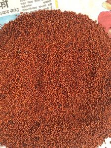 Finger Millet Seeds