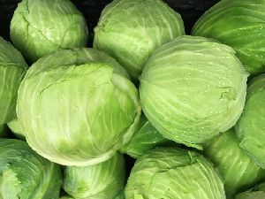 Fresh Cabbage