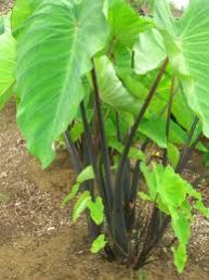 Fresh Colocasia Leaves