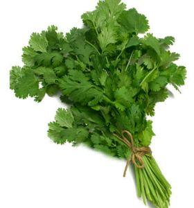 Fresh Coriander Leaves