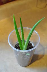 Aloe Vera Baby Plant