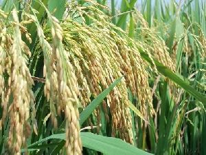 Rice Paddy Husk