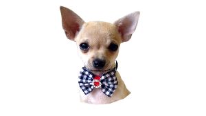 dog bow tie