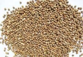 Barnyard Millet Seeds