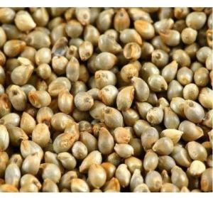 Hybrid Millet Seeds