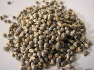 Pearl Millet Seeds