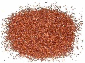 Pure Ragi Seeds