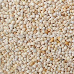 white millet seeds