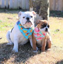 Printed Ombre Dog Bandana in Triangle Shap