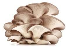 Oyster Mushroom