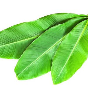 Green Banana Leaves