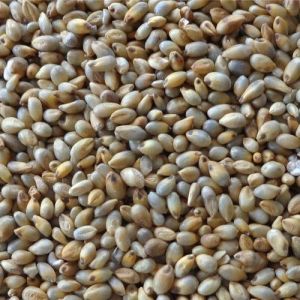 pearl millet seed