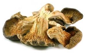 Dry Oyester Mushroom