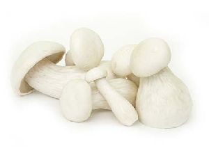 Fresh Milky Mushroom