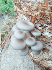 Fresh Oyster Mushroom