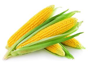 Fresh Baby Corn