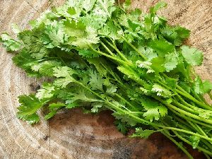 fresh coriander leaf