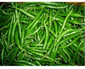 Long Green Chilli