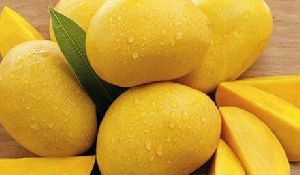 organic alphonso mango