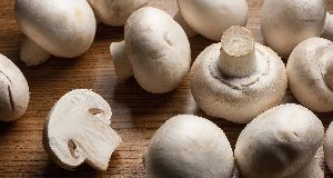 Oyster Mushroom