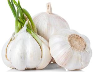 natural garlic