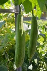 Organic Sponge Gourd