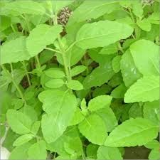 Fresh Tulsi Leaves