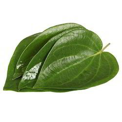 Herbal Fresh Betel Leaves